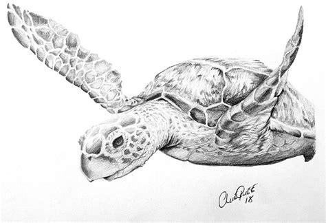 sea turtle drawing  christopher lue quee pixels