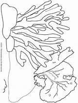 Underwater Coloring Pages Plants Getcolorings sketch template
