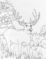 Buck Hunting Hirsch Mammals Mule Ausmalbilder Muledeer Whitetail Reh Deers Tail Coloringhome sketch template