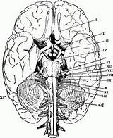 Anatomie Physiology Cranial Nerves Biologie Usf Galery Greys Study sketch template