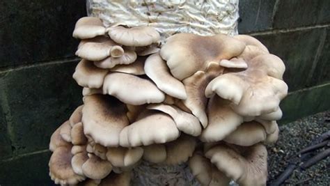 grow oyster mushrooms   coffee grounds cheap easy