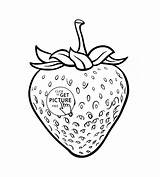 Strawberry Coloring Pages Drawing Kids Cute Fruit Plant Realistic Pencil Printable Fruits Color Westie Wuppsy Printables Getdrawings Getcolorings Shortcake Print sketch template