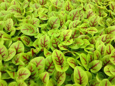 sprouting red veined sorrel microgreens seeds  organic etsy
