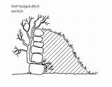 Hedge Hedges Characteristic Regional Hedging Getdrawings Drawing Bank Hedgerow sketch template