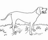 Coloring Coonhound Redbone Pages Dog Labrador Drawing Great Lab Dane Printable Coon Dogs Drawings Draw Color Clipart Pyrenees Weimaraner Supercoloring sketch template