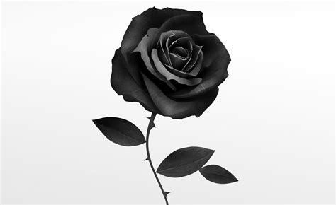 discover  aesthetic black rose wallpaper  incdgdbentre