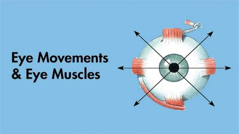 eye movement
