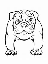 Bulldog Coloring Angry Pages Vector Stylized Illustration sketch template