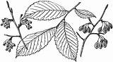 Elm American Branch Leaf Ulmus Americana Clipart Line Etc Cliparts Eastern Native Known America North Also Usf Edu Library Large sketch template
