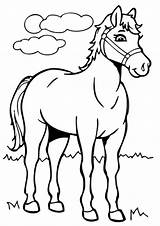 Ausmalbilder Pferde Malvorlagen Pferdemotiv sketch template