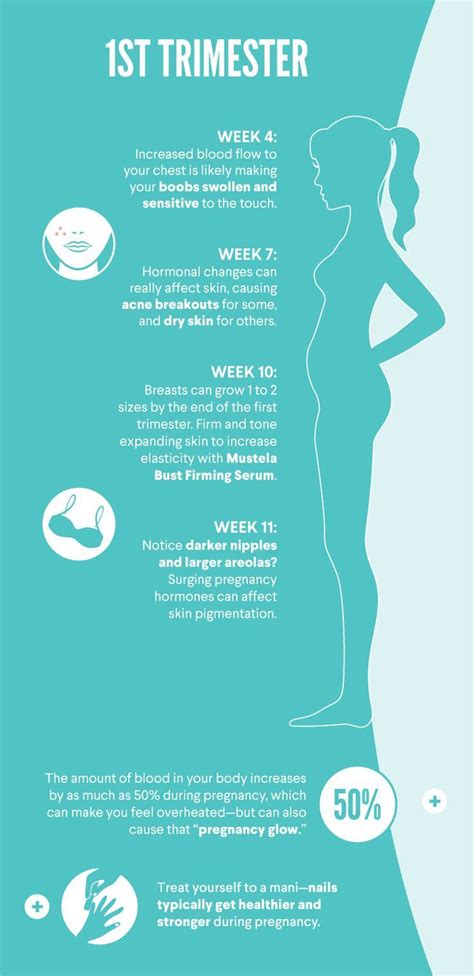 pin on week by week pregnancy