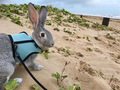 beach bunny r rabbits