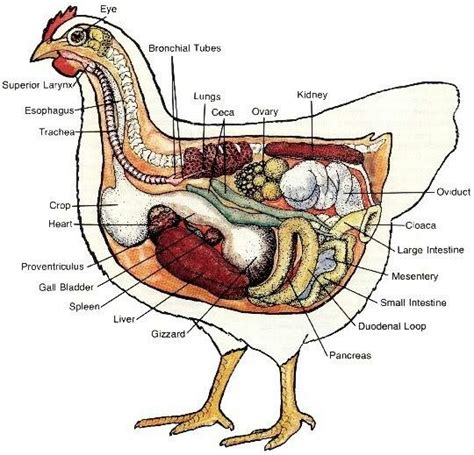 pin  sarah vaughn  chickies pet chickens chickens backyard chicken anatomy