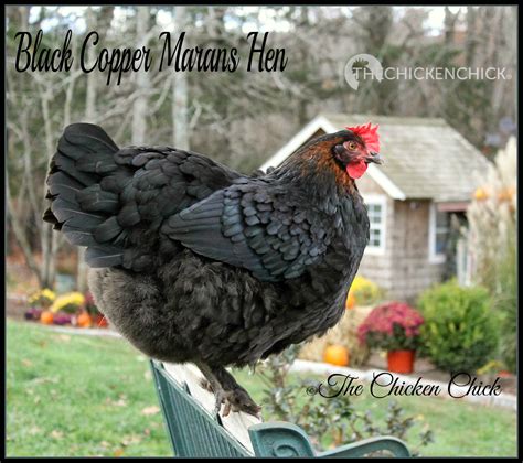 how to sex chickens male or female hen or rooster the chicken chick®