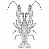Crawfish Gamberi Langostas Disegnato Zentangle Vettore Book Dibujado sketch template
