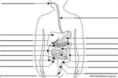 printable label  digestive system digestive system diagram human digestive system