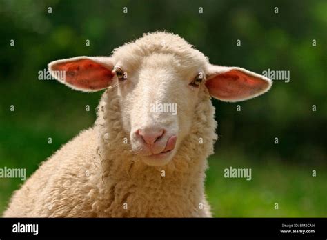 schaf sheep portrait stock photo royalty  image  alamy