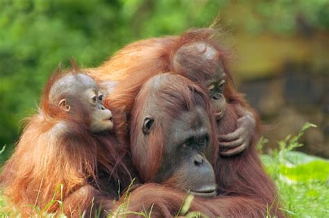 orangutan social structure