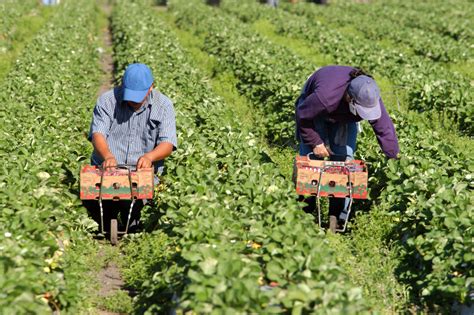 undocumented farmworkers    agribusiness economic model iatp