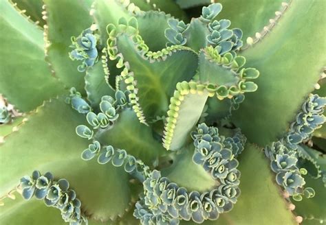 How To Care For Mother Of Thousands Smart Garden Guide