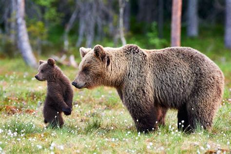 mother bear  cub mother bear  cub focus  cub stock photo