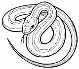 Rattlesnake Coiled Snake Drawing Coloring Printable Getdrawings sketch template