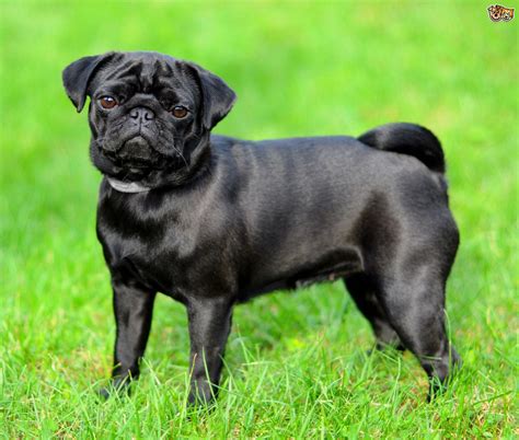pug dog breed facts highlights buying advice petshomes