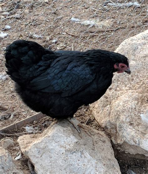 Black Wyandotte Bantam Chickens For Sale Cackle Hatchery