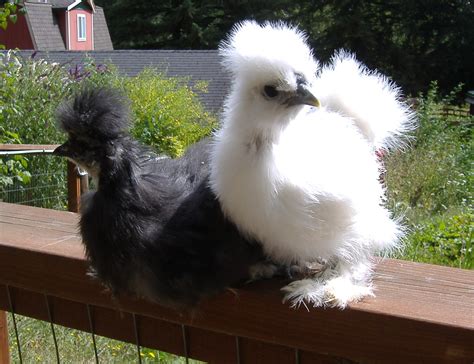 jungle store silkies  fluffiest chickens