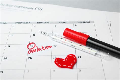 everything you need to know about ovulation so you can get pregnant fast