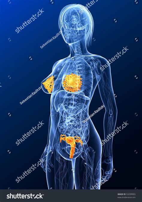 Sexual organs photos