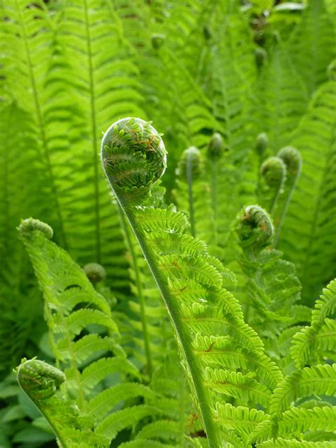 Fabulous Ferns : Types of Ferns & Fern Care â€¢ The Garden Glove