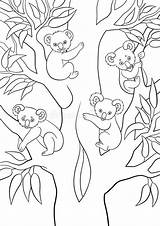 Koala Sit Coloritura Sull Quattro Siedono Albero Pagine sketch template