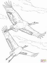 Crowned Crane Cranes Designlooter sketch template