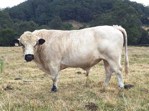 cattle british white rare breeds trust  australia tidyhq
