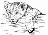 Lionceau Coloriages Environnement Adulte Patrimoine sketch template