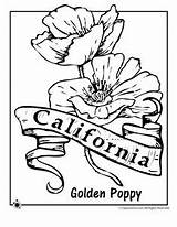 Coloring California State Pages Symbols Flower Printable History Flag Florida Getcolorings Getdrawings sketch template