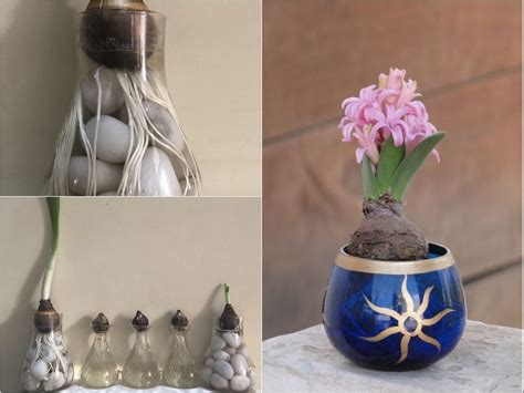 grow flower bulbs  water daffodil hyacinth indoors gardening