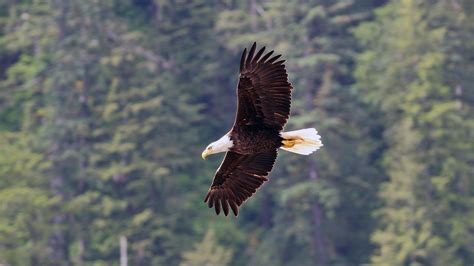 wild bald eagle  flight wild alaska  pbs