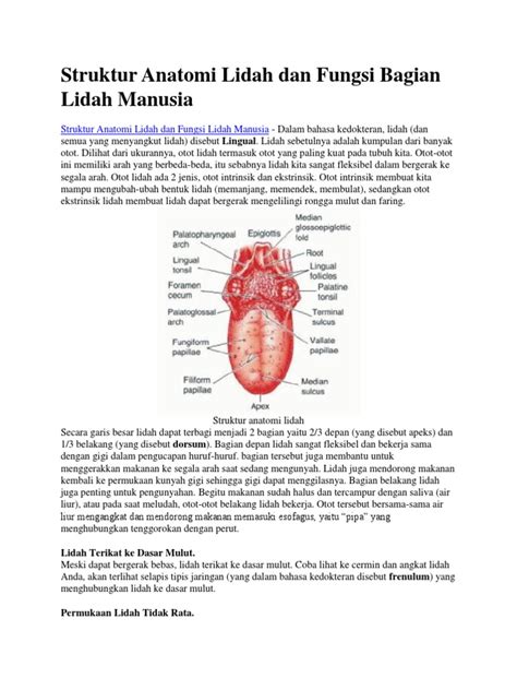 Struktur Anatomi Lidah Dan Fungsi Bagian Lidah Manusia