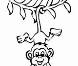 Spider Monkey Drawing Clipartmag Coloring sketch template