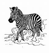 Zebra Coloring Pages Kids Colouring Color Animal Printable Pattern Zebras Cute Print Getcolorings Getdrawings Animalplace sketch template