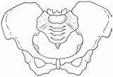 Pelvis Coloring Template Clipart Pages sketch template