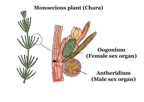 sexual reproduction gcse biology revision notes