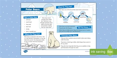 polar bears eat   answer   fact file