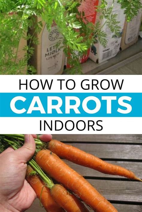 grow carrots  containers indoors carrots growing carrots