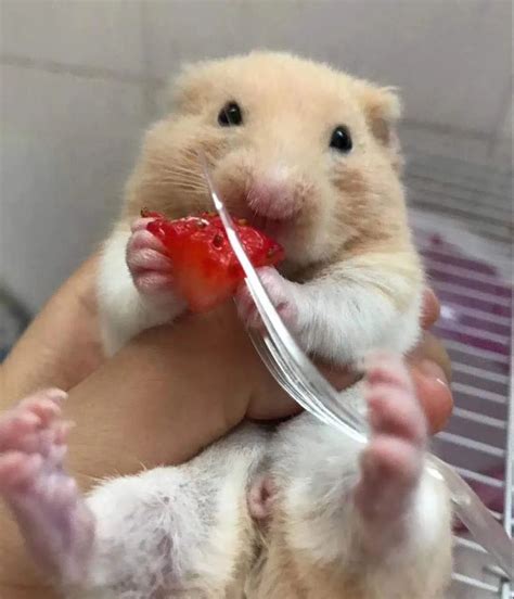 how to tell the sex of a hamster easily 3 steps with pics hamster