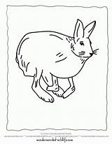 Hare Arctic Coloring Library Clipart Domestic Rabbit sketch template