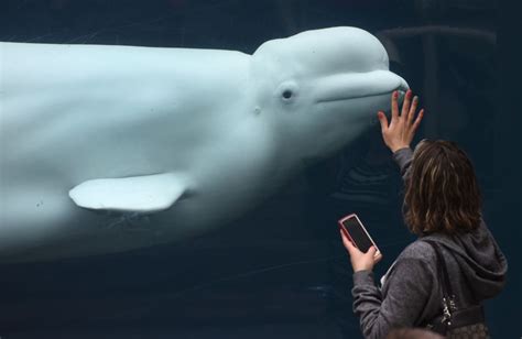 beluga calf rescued off alaska moved to seaworld san