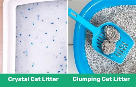 clumping   clumping cat litter whats  excited cats